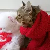 catpushok200