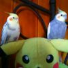 birdspagootti