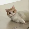 .ycaro.kajsjks_