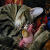 cattyowompus