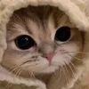 hahai019