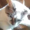 dragon13catlady