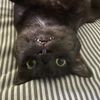 ellepeaka