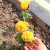 22ayeshaayesha