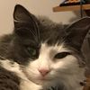 forestcatshithard
