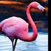 dancing_pinkflamingo