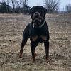 foxriverrottweilers