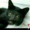 anggaww2