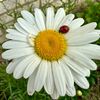 annaw75