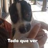 shiregu