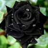 tere_484