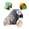 qbertbird