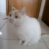 cleo12lila5