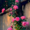 userucw31pglou