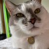 athenabrickmaster