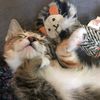 Kitty Mama