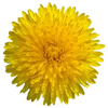 fandelaciruela