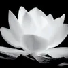 kimthuan672