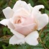sunshine_ns4321