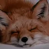 pandahanekawa