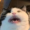 nakazaaaan_aaaaaaaaa