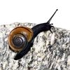 the.immortal.snail