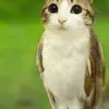 meowl409