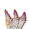 ttutturuu4