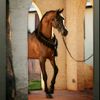 alsmaw8