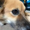 dogsarecool014