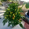 phuongphuongpham04