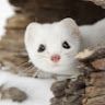 blzweasel