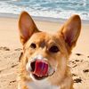 pancakethecorgiz