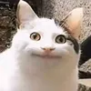 fubbybob223