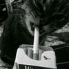 l1aa_4u