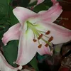 cveti0480