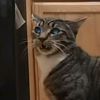 Rainy the Cat
