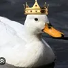 KING DUCK
