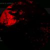 venusianec