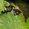 forbiddensalamander