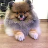 kakah_doguinho