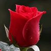 lg_kj_1.8