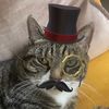 cats_i_guess