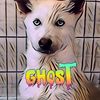 ghostthedoggg