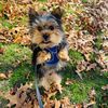tyson_cooper_gizmo_2024