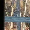 squirrelonaledge