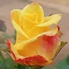 phongthanid84