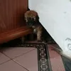xoeniihh