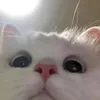 kenniro4