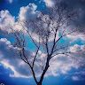 treeshadowfilms